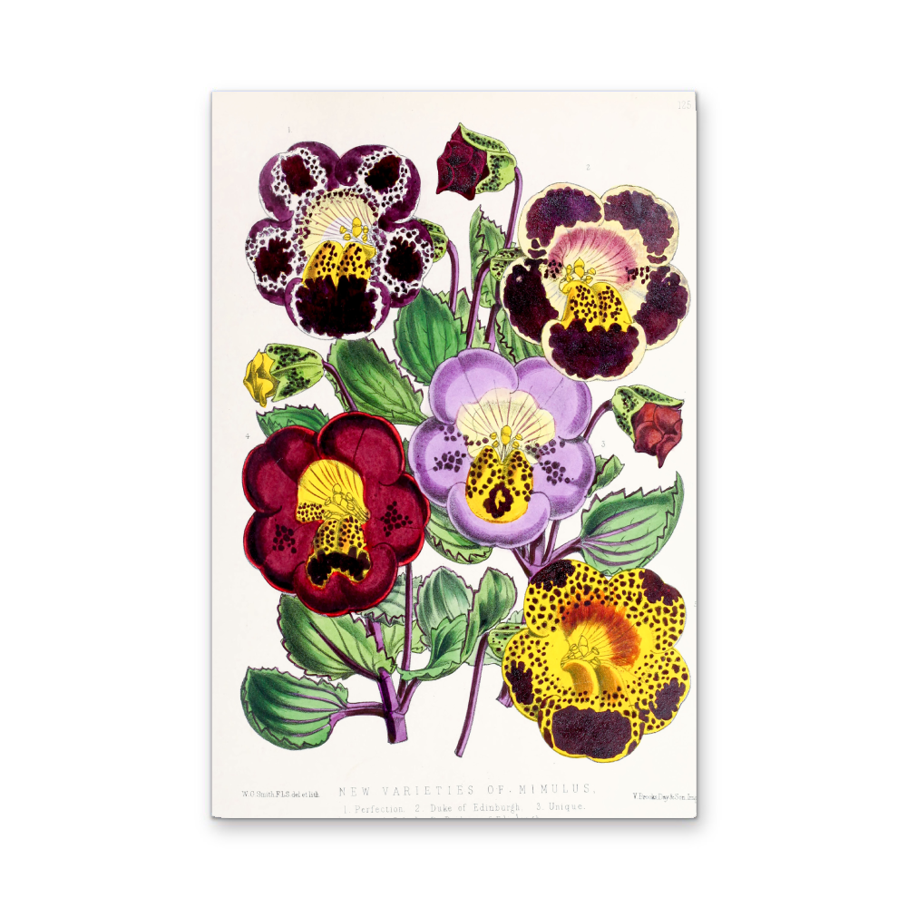 Mimulus or Monkeyflowers from The Floral Magazine (1861 - 1881) by Worthington G. Smith, John N. Fitch and Walter H. Fitch - Botanical Illustration Stretched Canvas or Wall Art Print - I Heart Wall Art - Poster Print, Canvas Print or Framed Art Print