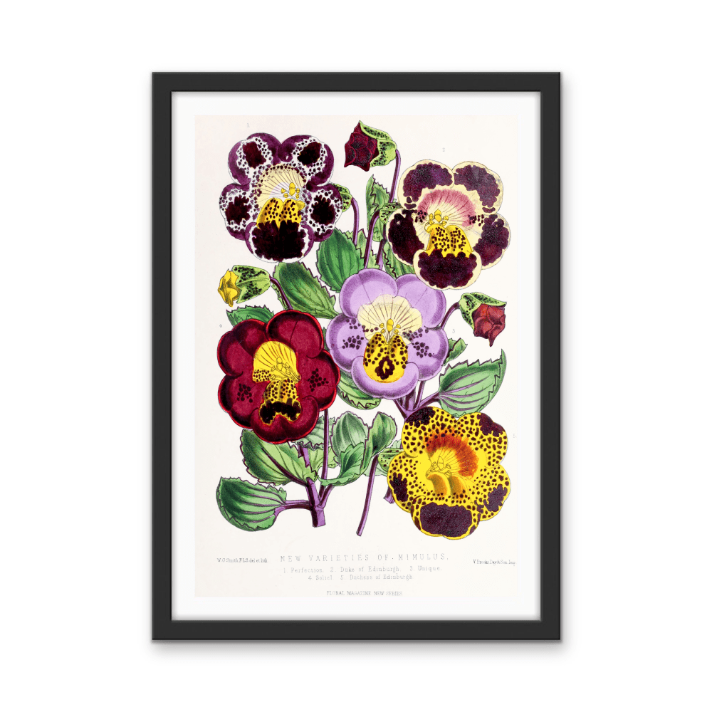 Mimulus or Monkeyflowers from The Floral Magazine (1861 - 1881) by Worthington G. Smith, John N. Fitch and Walter H. Fitch - Botanical Illustration Stretched Canvas or Wall Art Print - I Heart Wall Art - Poster Print, Canvas Print or Framed Art Print