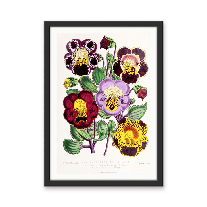 Mimulus or Monkeyflowers from The Floral Magazine (1861 - 1881) by Worthington G. Smith, John N. Fitch and Walter H. Fitch - Botanical Illustration Stretched Canvas or Wall Art Print - I Heart Wall Art - Poster Print, Canvas Print or Framed Art Print