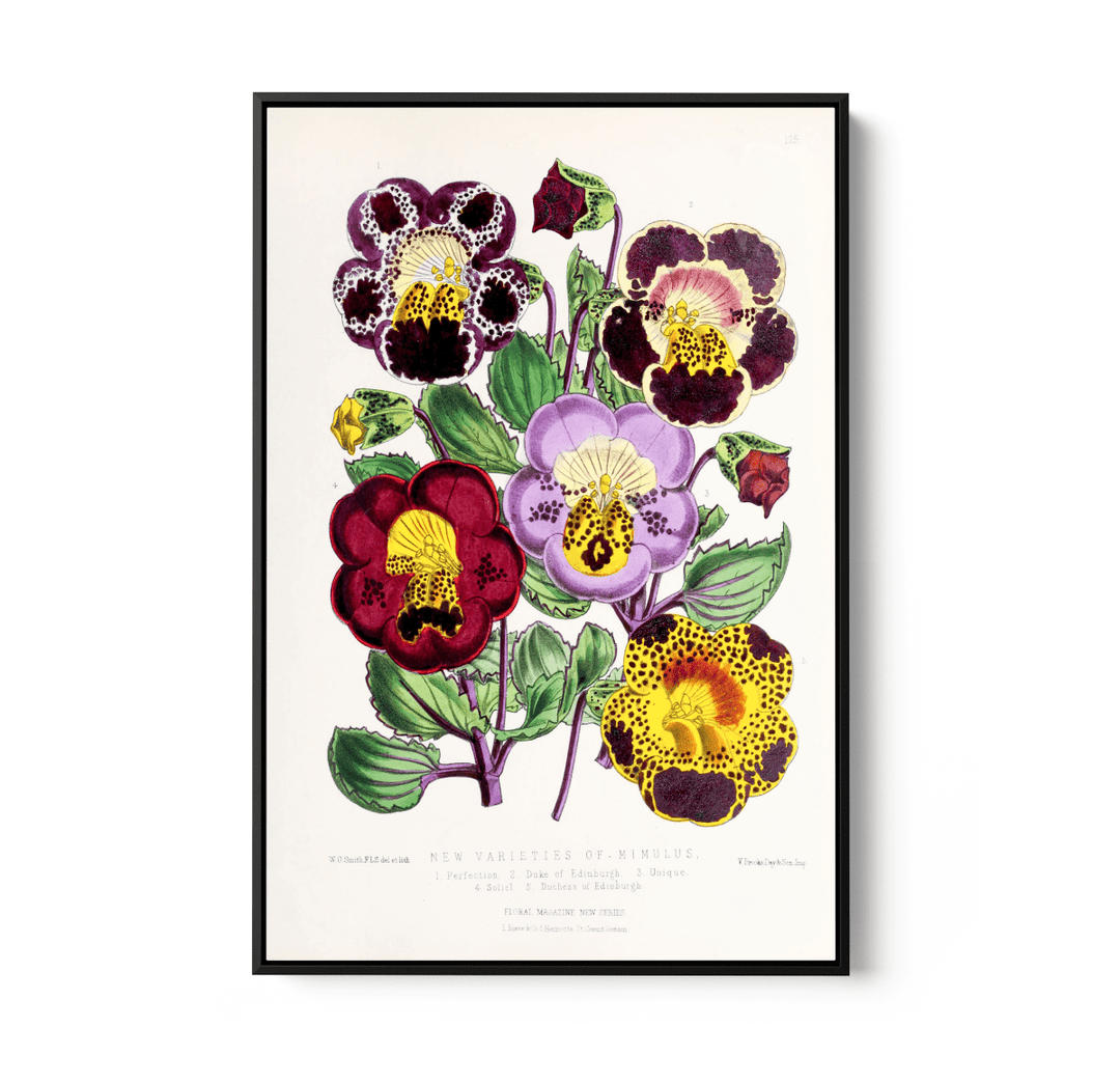 Mimulus or Monkeyflowers from The Floral Magazine (1861 - 1881) by Worthington G. Smith, John N. Fitch and Walter H. Fitch - Botanical Illustration Stretched Canvas or Wall Art Print - I Heart Wall Art - Poster Print, Canvas Print or Framed Art Print