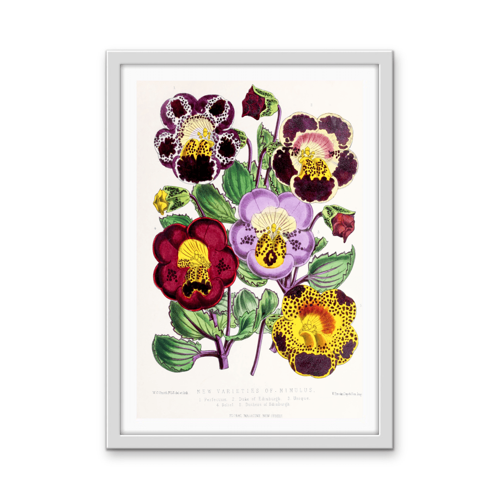 Mimulus or Monkeyflowers from The Floral Magazine (1861 - 1881) by Worthington G. Smith, John N. Fitch and Walter H. Fitch - Botanical Illustration Stretched Canvas or Wall Art Print - I Heart Wall Art - Poster Print, Canvas Print or Framed Art Print