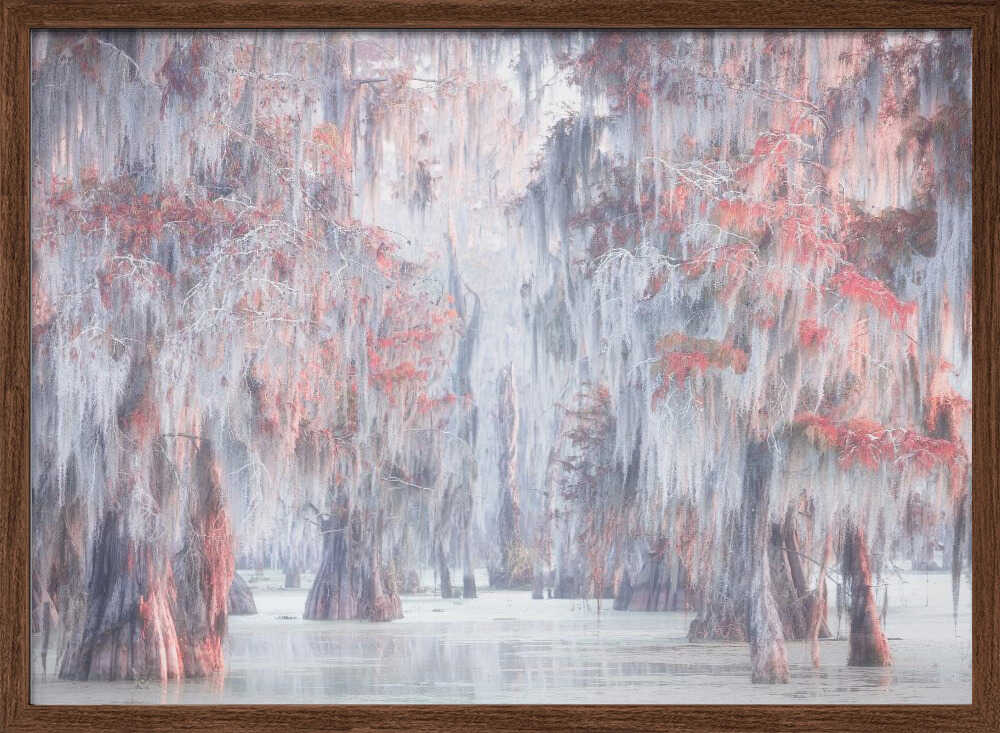 Misty Cypress Swamp - Stretched Canvas, Poster or Fine Art Print - I Heart Wall Art - Poster Print, Canvas Print or Framed Art Print