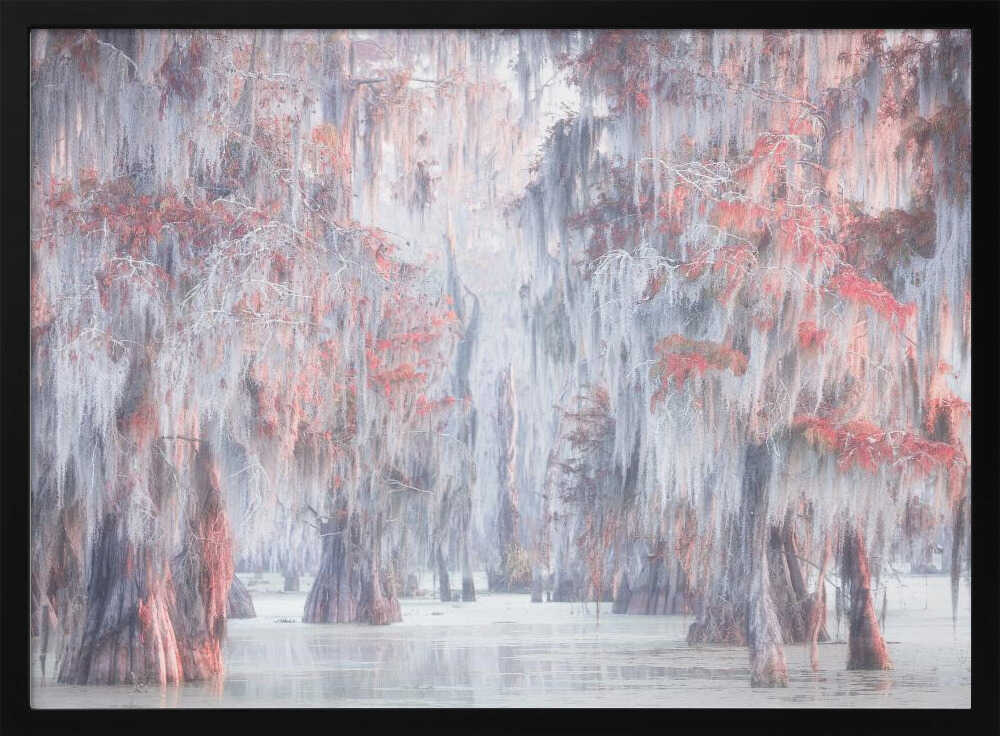 Misty Cypress Swamp - Stretched Canvas, Poster or Fine Art Print - I Heart Wall Art - Poster Print, Canvas Print or Framed Art Print