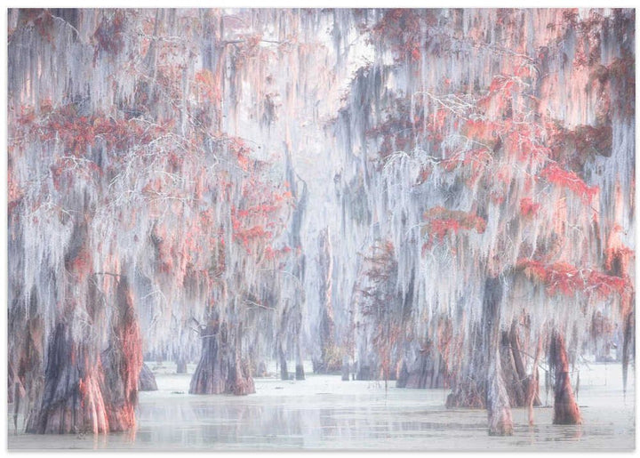 Misty Cypress Swamp - Stretched Canvas, Poster or Fine Art Print - I Heart Wall Art - Poster Print, Canvas Print or Framed Art Print