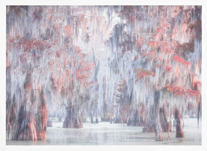 Misty Cypress Swamp - Stretched Canvas, Poster or Fine Art Print - I Heart Wall Art - Poster Print, Canvas Print or Framed Art Print