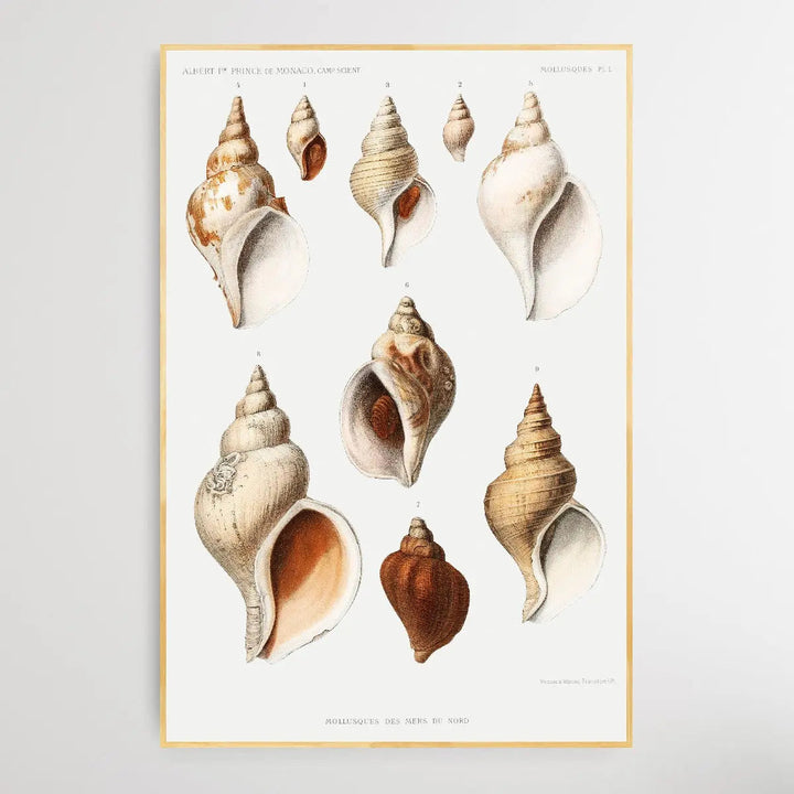 Molluscs of the Northern Seas by Albert I - I Heart Wall Art