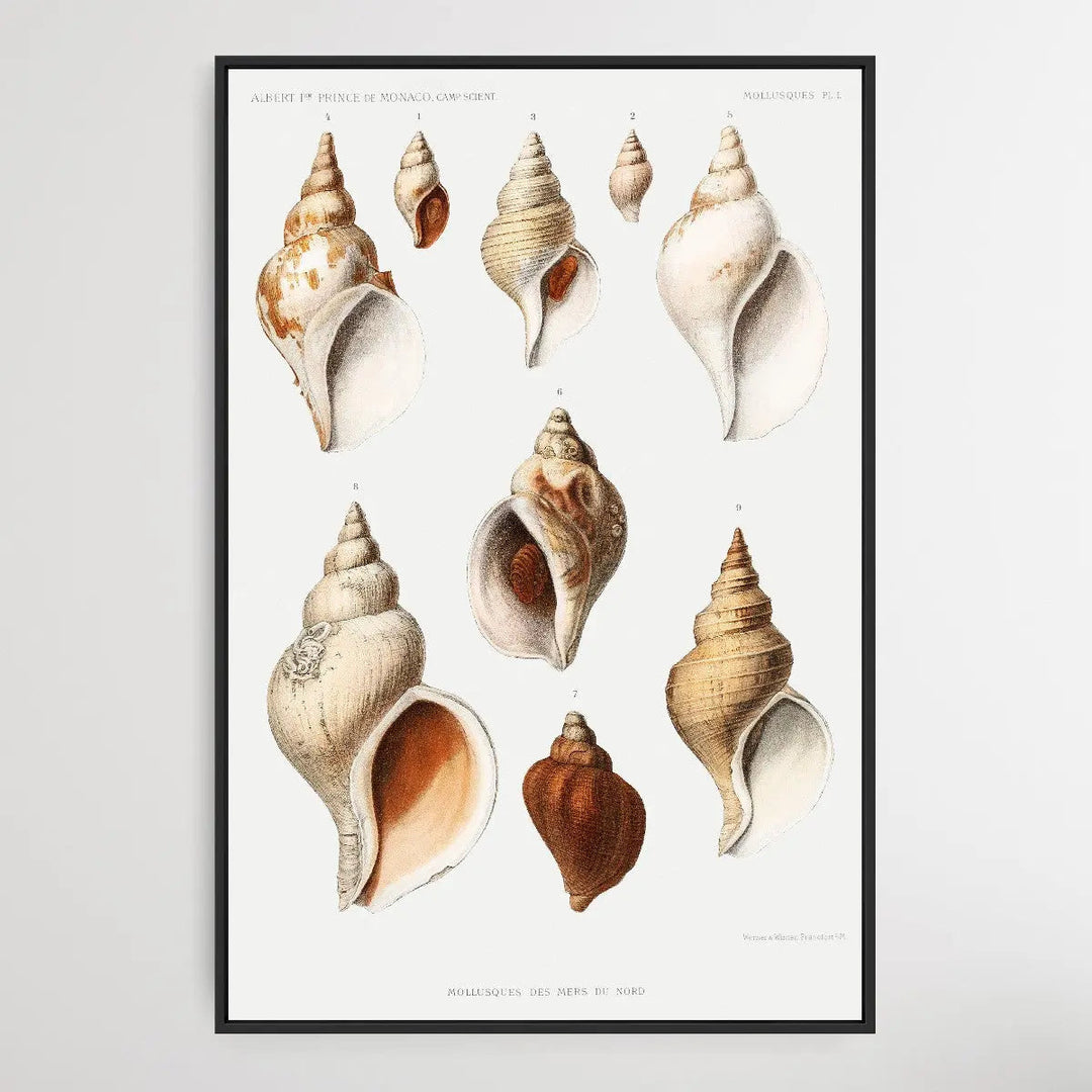 Molluscs of the Northern Seas by Albert I - I Heart Wall Art