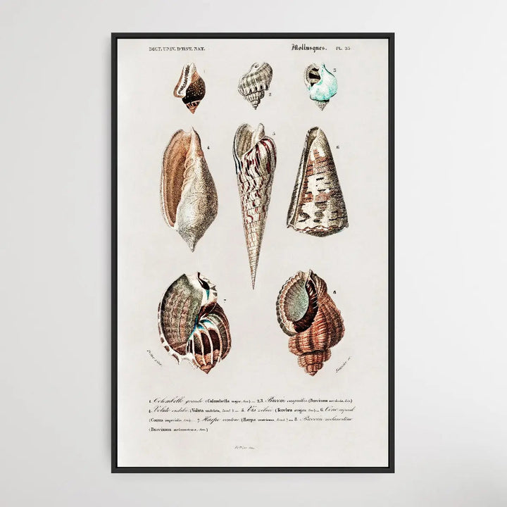 Mollusks by Charles Dessalines D&