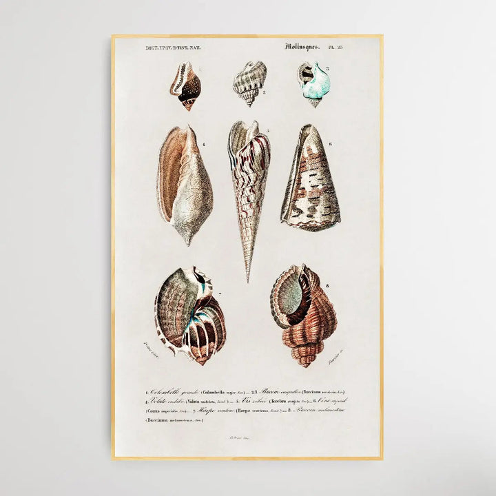 Mollusks by Charles Dessalines D&