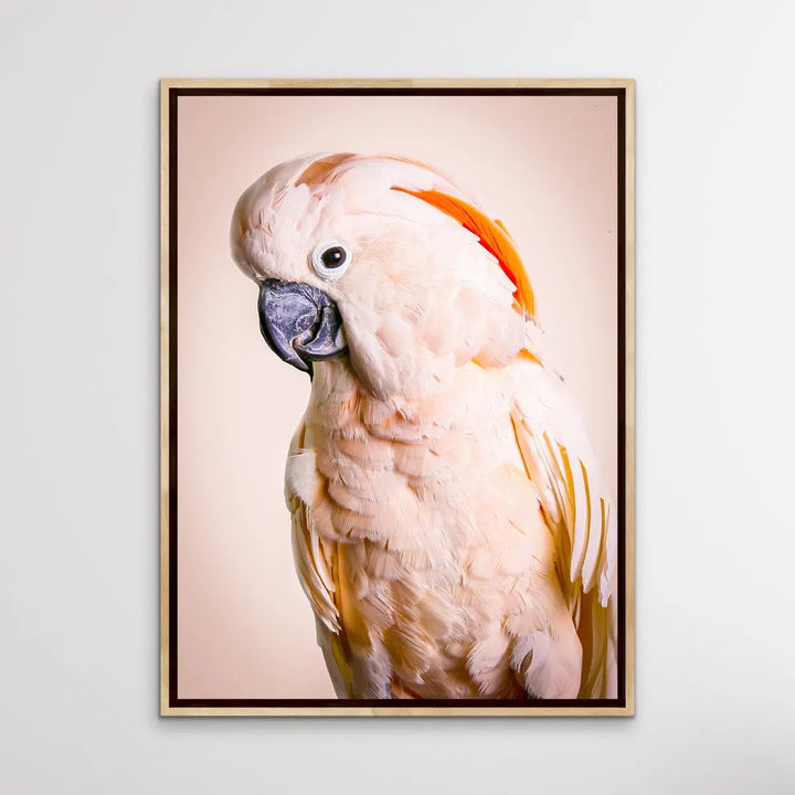 Moluccan Cockatoo On Pink- Photographic Print of Pink Moluccan Cockatoo Against a Pink Backdrop. I Heart Wall Art Australia 
