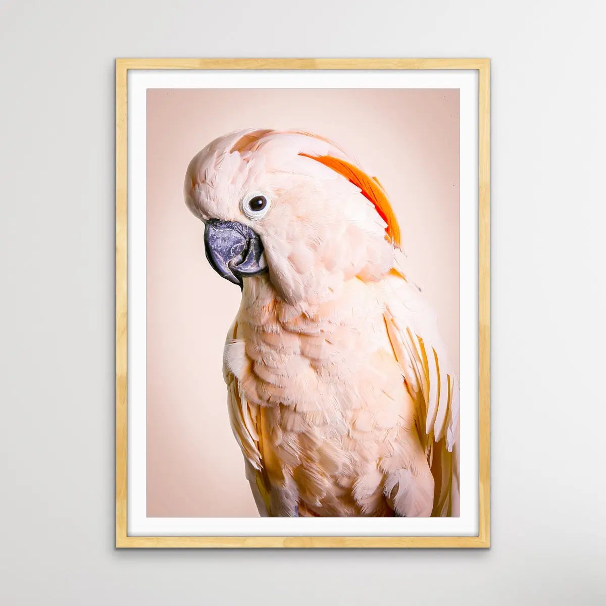 Moluccan Cockatoo On Pink- Photographic Print of Pink Moluccan Cockatoo Against a Pink Backdrop. I Heart Wall Art Australia 