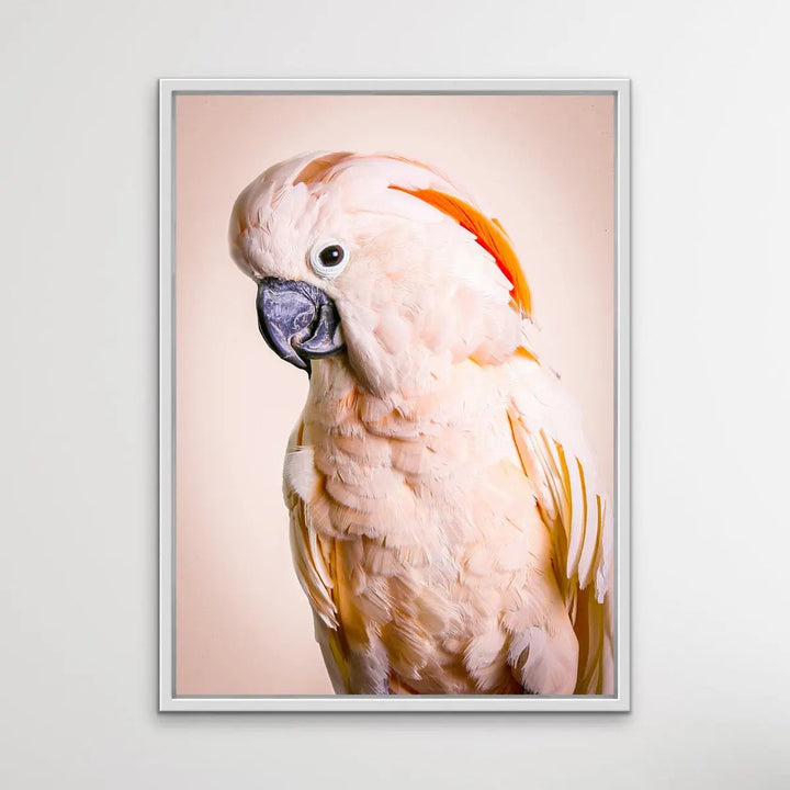 Moluccan Cockatoo On Pink- Photographic Print of Pink Moluccan Cockatoo Against a Pink Backdrop. I Heart Wall Art Australia 