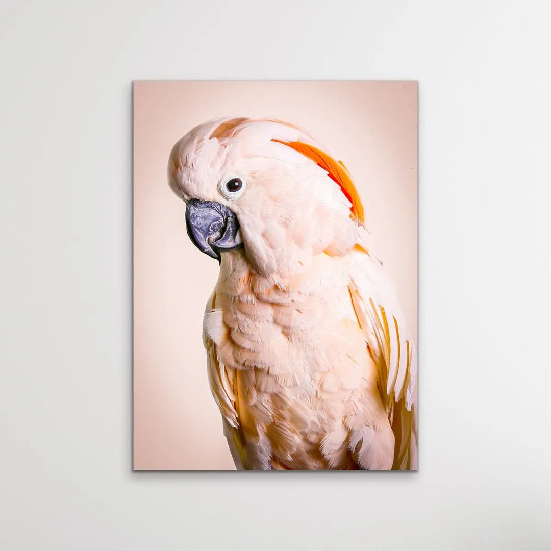 Moluccan Cockatoo On Pink- Photographic Print of Pink Moluccan Cockatoo Against a Pink Backdrop. I Heart Wall Art Australia 