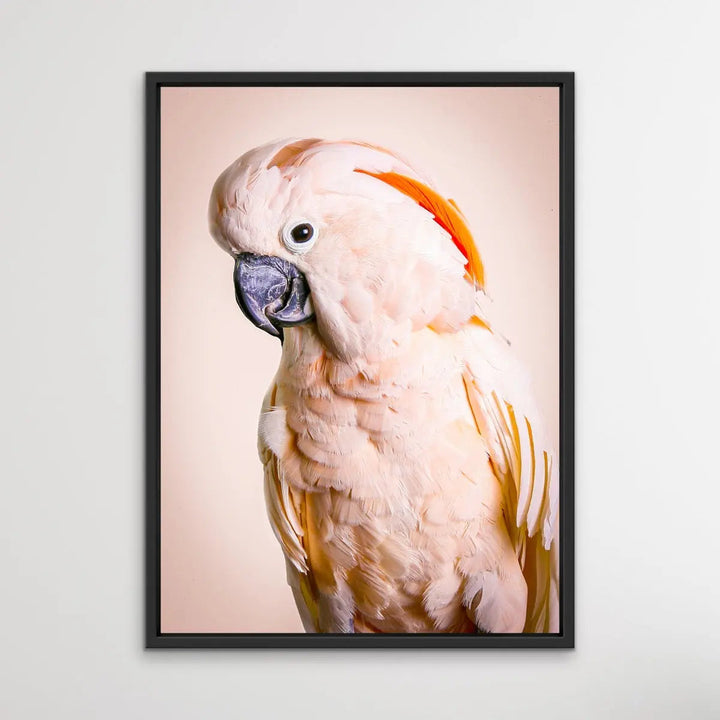 Moluccan Cockatoo On Pink- Photographic Print of Pink Moluccan Cockatoo Against a Pink Backdrop. I Heart Wall Art Australia 