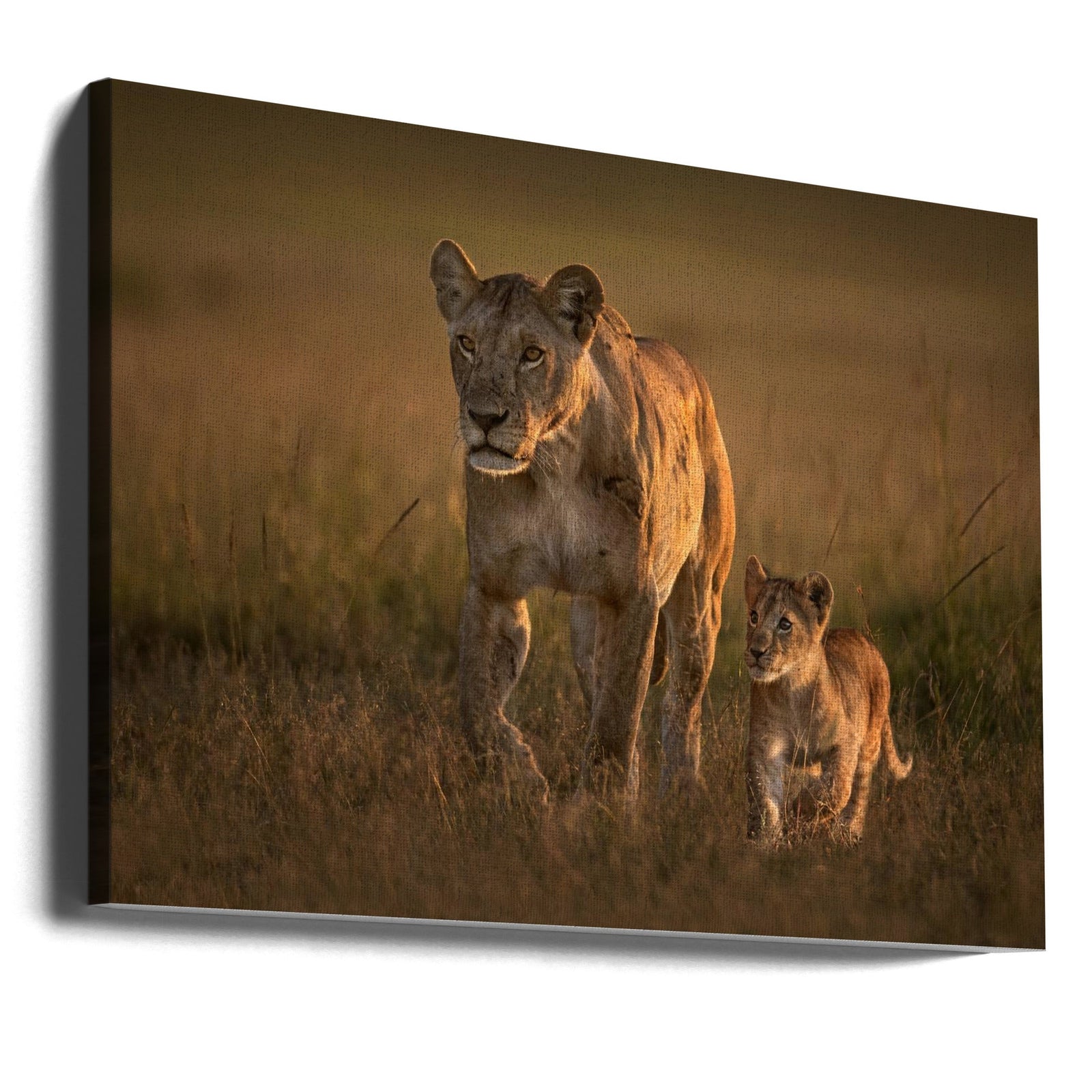 Mom lioness with cub - Stretched Canvas, Poster or Fine Art Print I Heart Wall Art