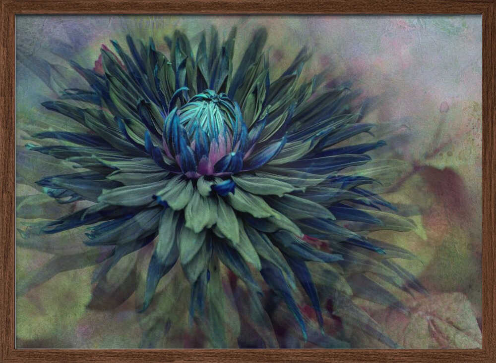Moody Teal Dahlia - Floral Photographic Stretched Canvas Poster or Fine Art Print