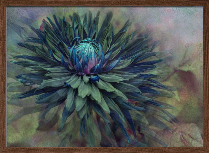 Moody Teal Dahlia - Floral Photographic Stretched Canvas Poster or Fine Art Print