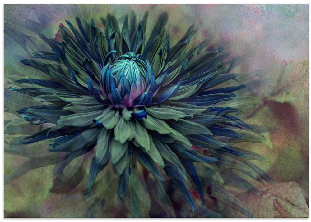 Moody Teal Dahlia - Floral Photographic Stretched Canvas Poster or Fine Art Print