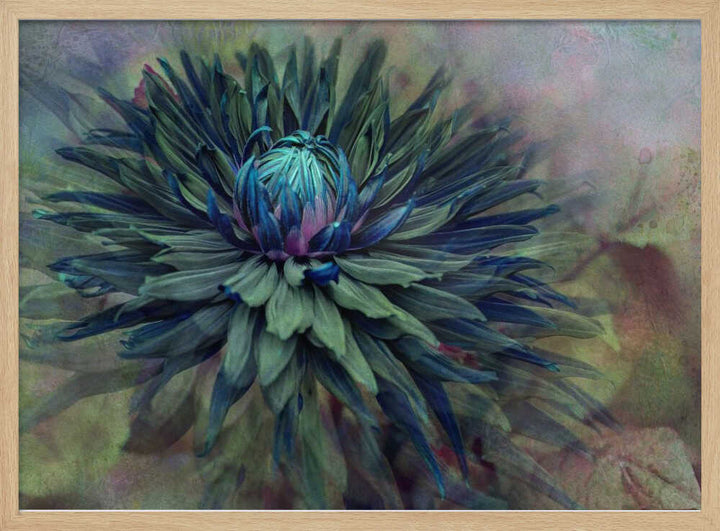 Moody Teal Dahlia - Floral Photographic Stretched Canvas Poster or Fine Art Print