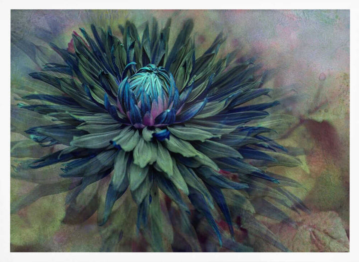 Moody Teal Dahlia - Floral Photographic Stretched Canvas Poster or Fine Art Print