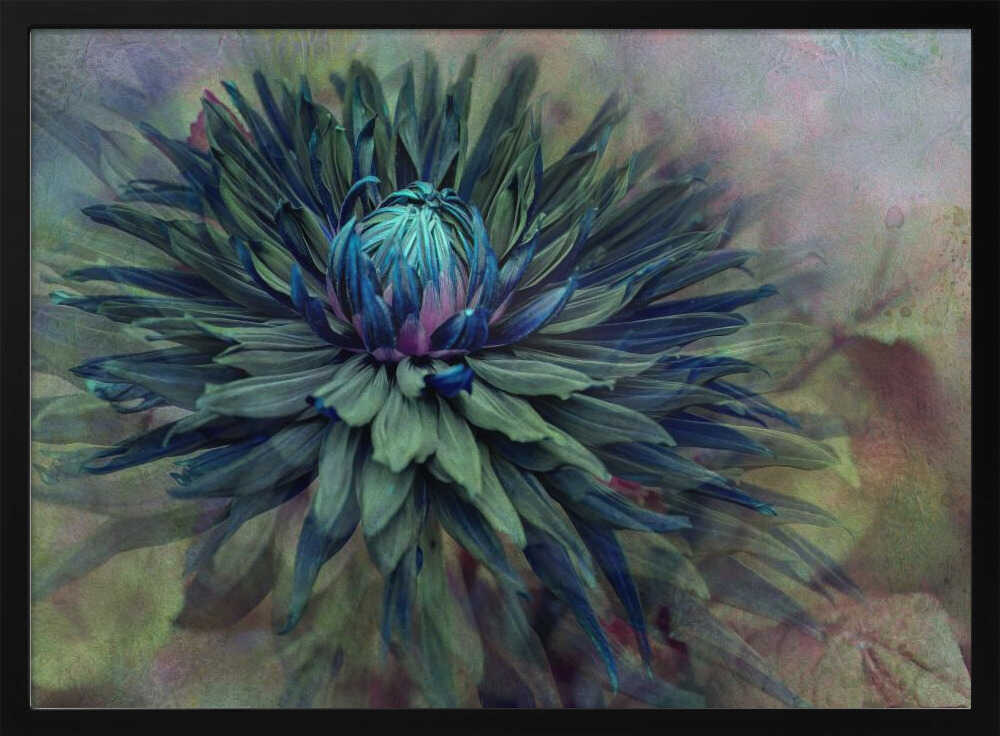 Moody Teal Dahlia - Floral Photographic Stretched Canvas Poster or Fine Art Print