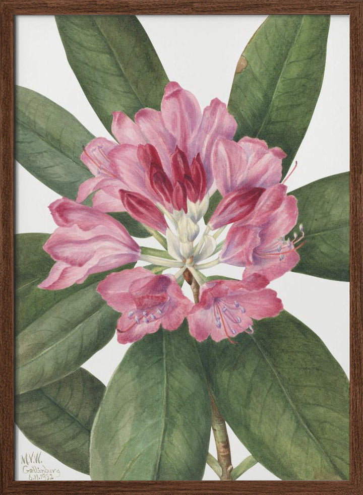 Mountain Rose Bay (1932) - Stretched Canvas, Poster or Fine Art Print I Heart Wall Art