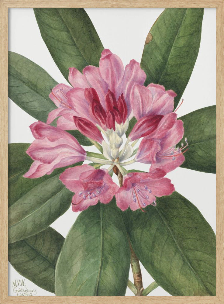 Mountain Rose Bay (1932) - Stretched Canvas, Poster or Fine Art Print I Heart Wall Art
