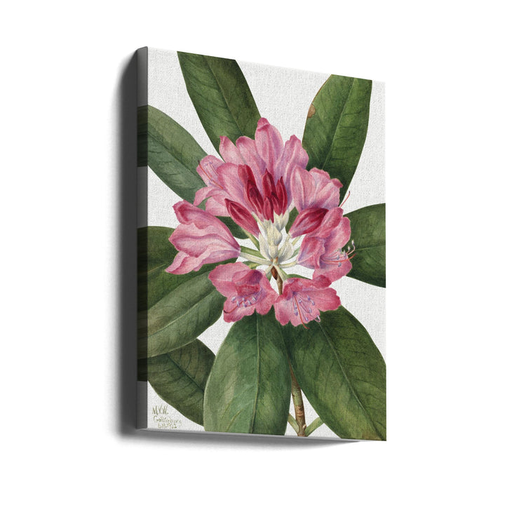Mountain Rose Bay (1932) - Stretched Canvas, Poster or Fine Art Print I Heart Wall Art