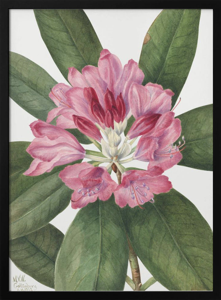 Mountain Rose Bay (1932) - Stretched Canvas, Poster or Fine Art Print I Heart Wall Art