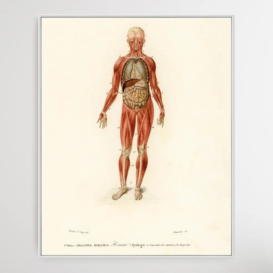 Myology and disposition of the viscera by Charles Dessalines D&