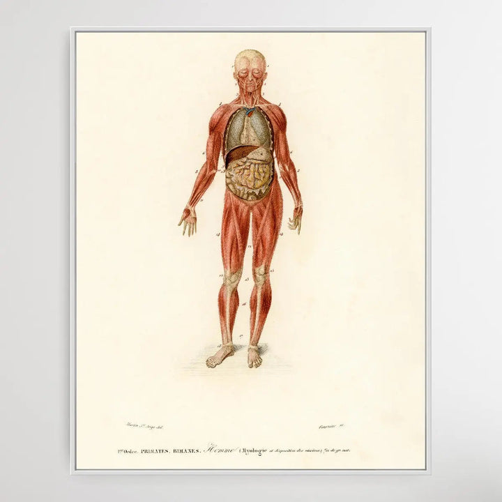 Myology and disposition of the viscera by Charles Dessalines D&