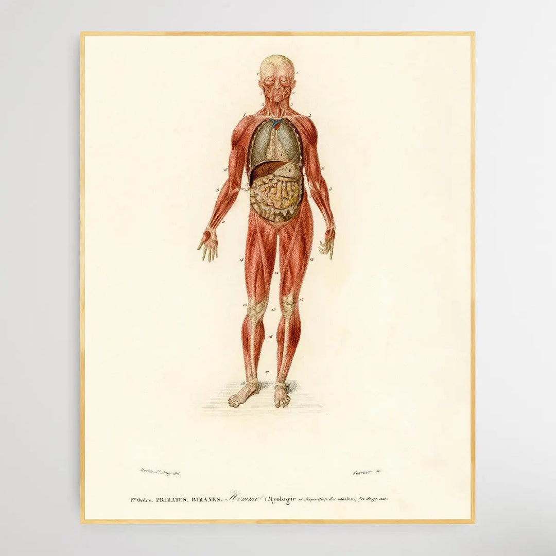 Myology and disposition of the viscera by Charles Dessalines D&