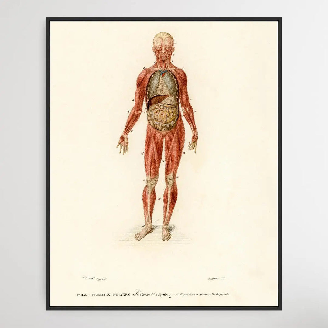 Myology and disposition of the viscera by Charles Dessalines D&