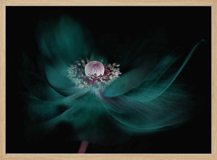 Mysterious Teal Flower - Floral Photographic Stretched Canvas Poster or Fine Art Print