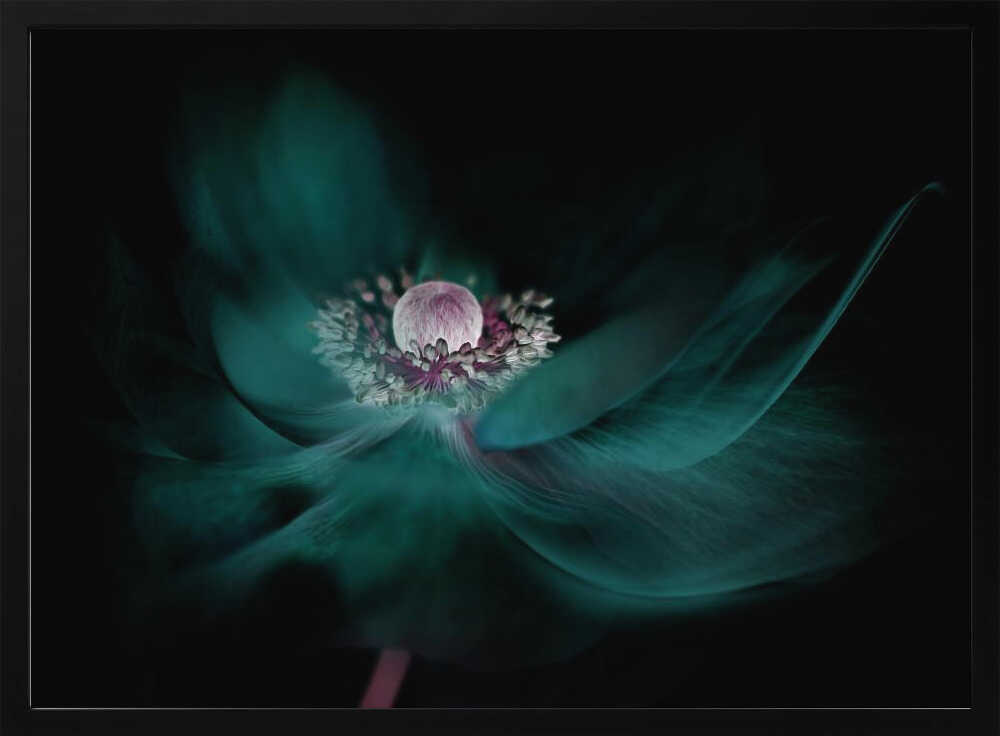 Mysterious Teal Flower - Floral Photographic Stretched Canvas Poster or Fine Art Print