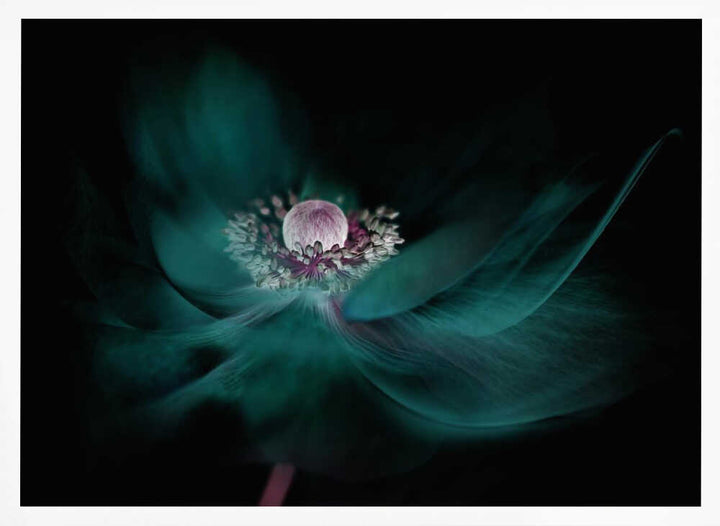 Mysterious Teal Flower - Floral Photographic Stretched Canvas Poster or Fine Art Print