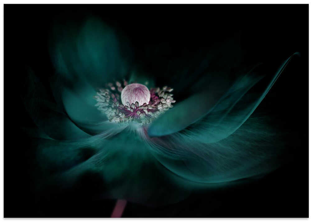 Mysterious Teal Flower - Floral Photographic Stretched Canvas Poster or Fine Art Print