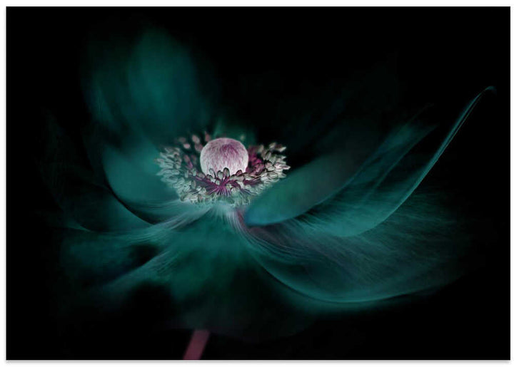Mysterious Teal Flower - Floral Photographic Stretched Canvas Poster or Fine Art Print