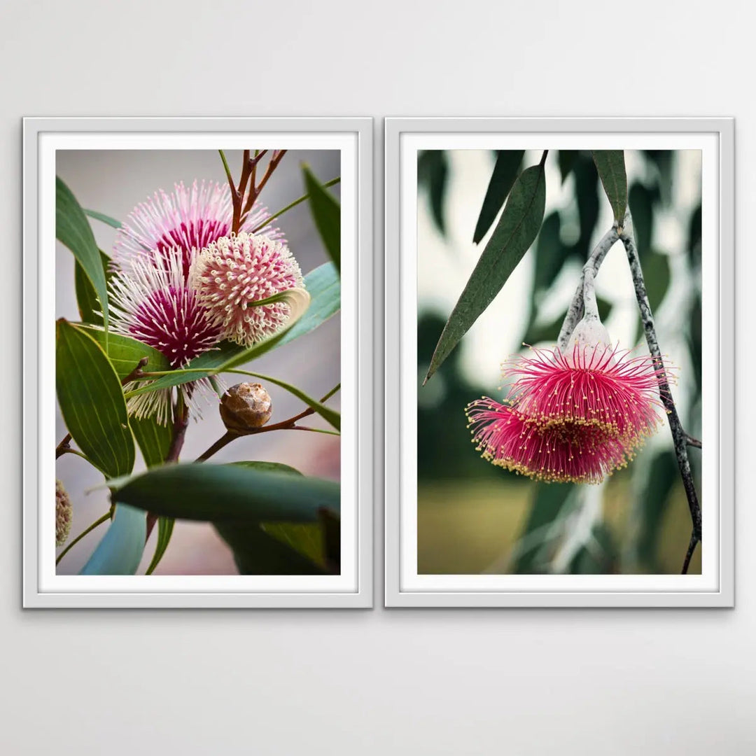 Native Flower Song - Two Piece Australian Native Flower Hakea Pink Gum Blossom Print Set I Heart Wall Art Australia 