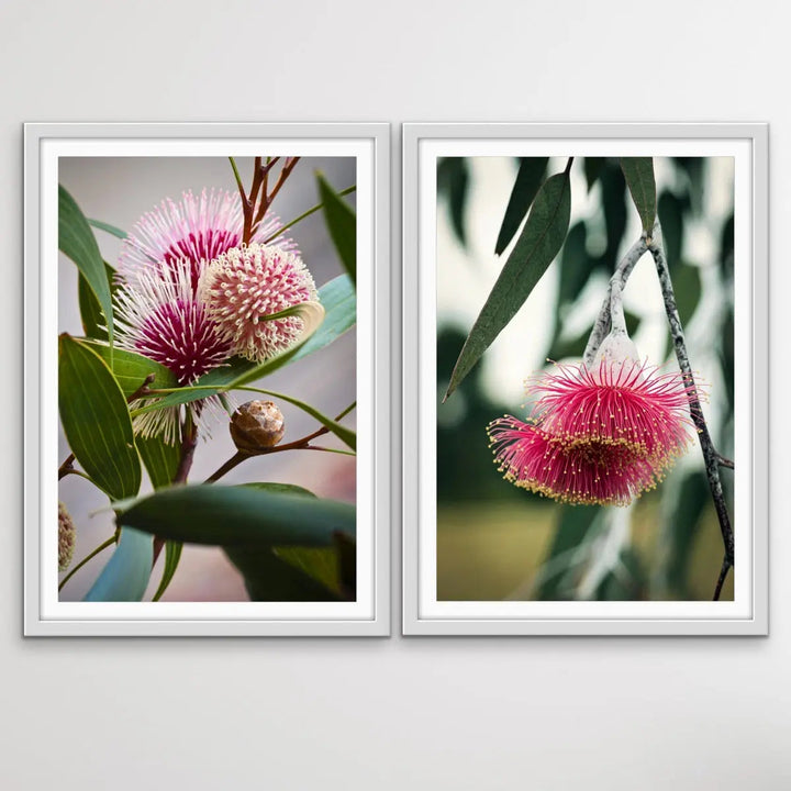 Native Flower Song - Two Piece Australian Native Flower Hakea Pink Gum Blossom Print Set I Heart Wall Art Australia 
