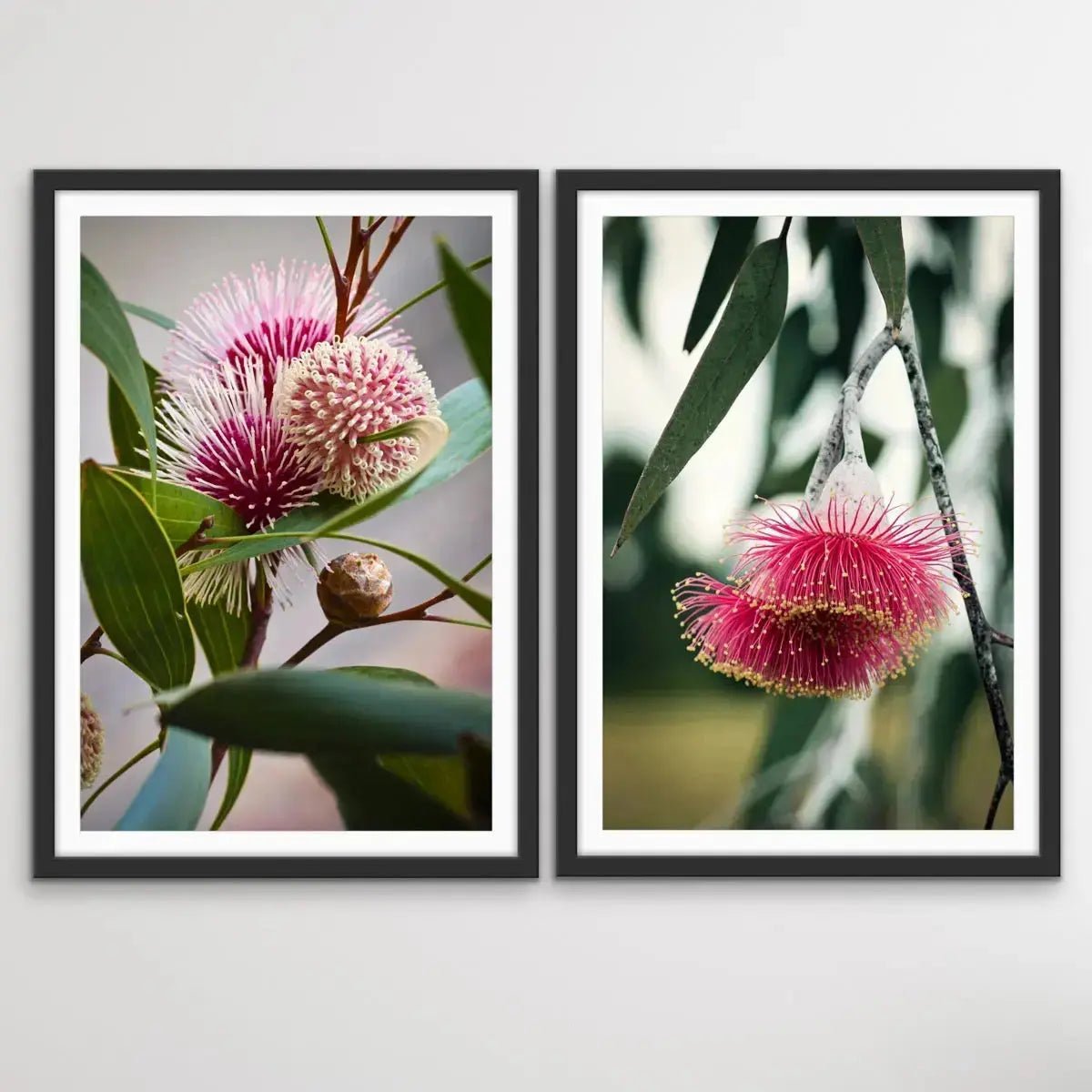 Native Flower Song - Two Piece Australian Native Flower Hakea Pink Gum Blossom Print Set - I Heart Wall Art - Poster Print, Canvas Print or Framed Art Print