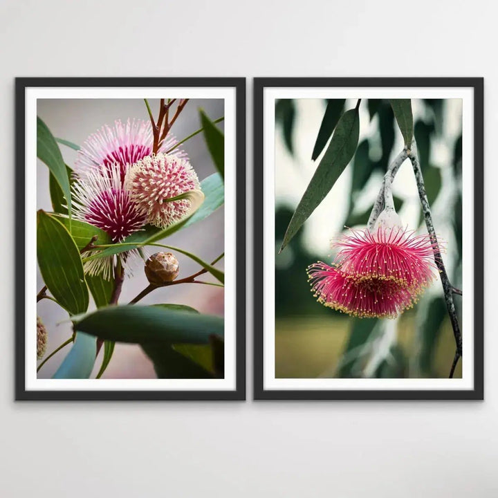 Native Flower Song - Two Piece Australian Native Flower Hakea Pink Gum Blossom Print Set - I Heart Wall Art - Poster Print, Canvas Print or Framed Art Print