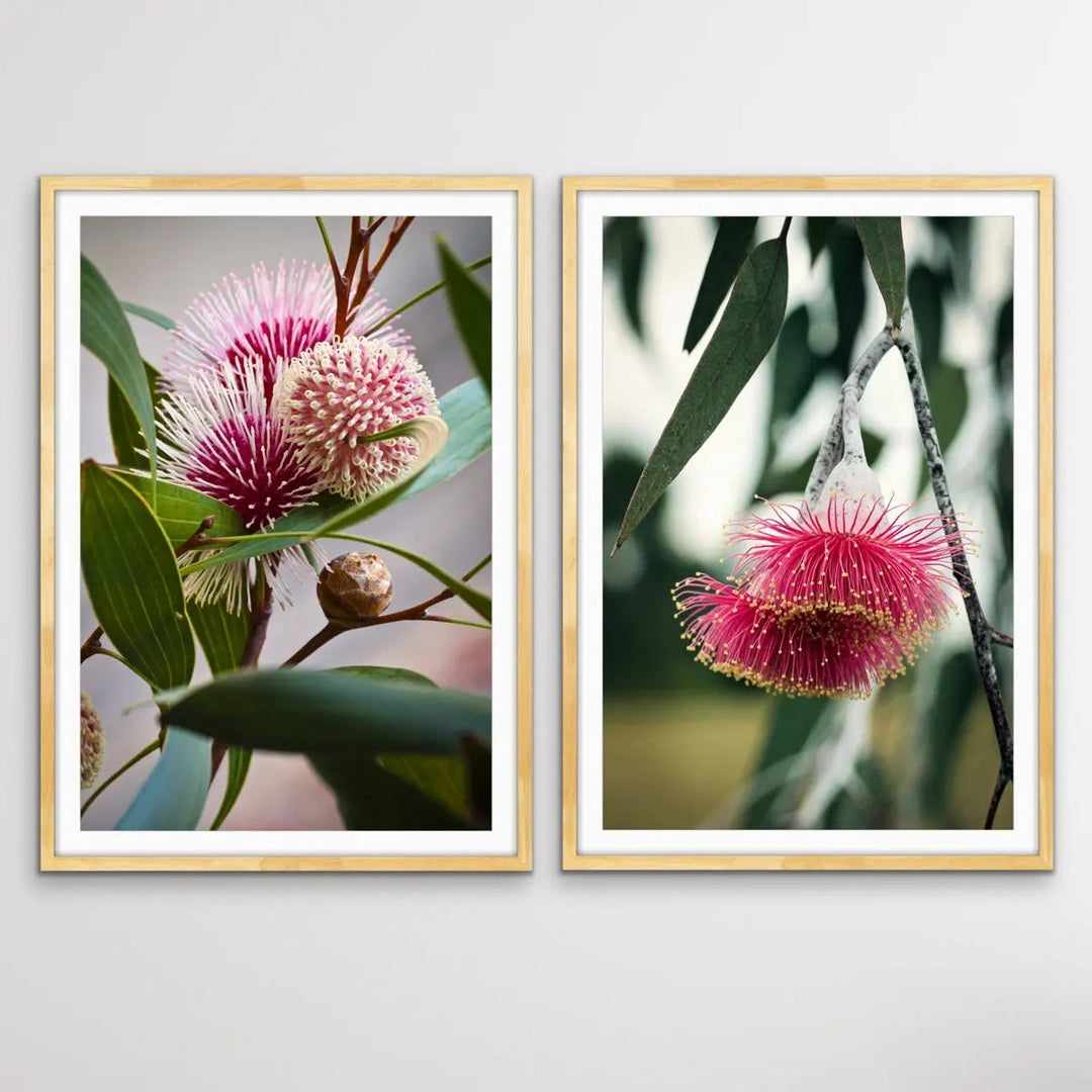 Native Flower Song - Two Piece Australian Native Flower Hakea Pink Gum Blossom Print Set I Heart Wall Art Australia 