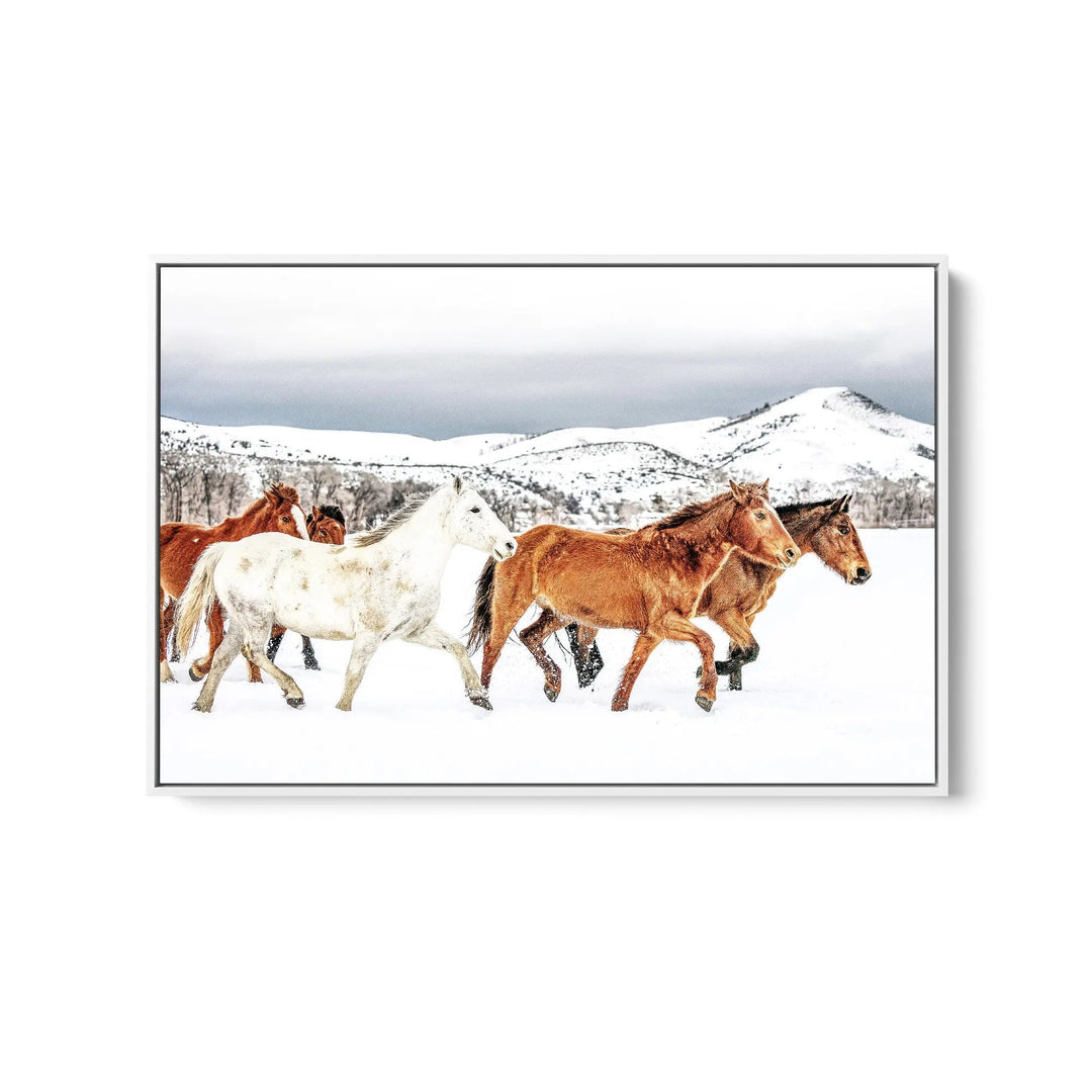 Stallion - Horse Against Black Stretched Canvas Print or Framed Fine Art Print (Copy) I Heart Wall Art Australia