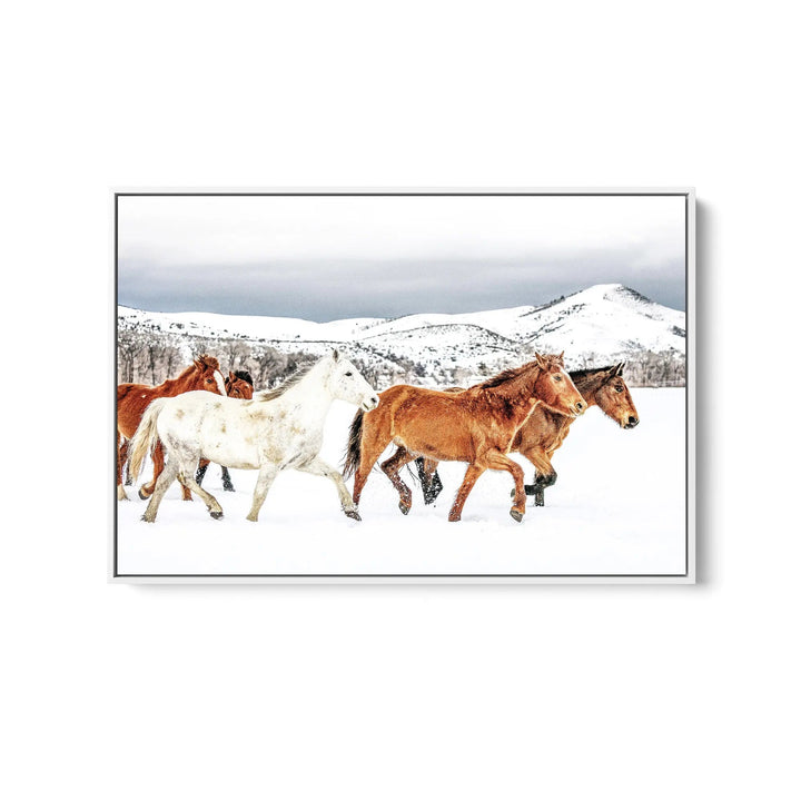 Stallion - Horse Against Black Stretched Canvas Print or Framed Fine Art Print (Copy) I Heart Wall Art Australia