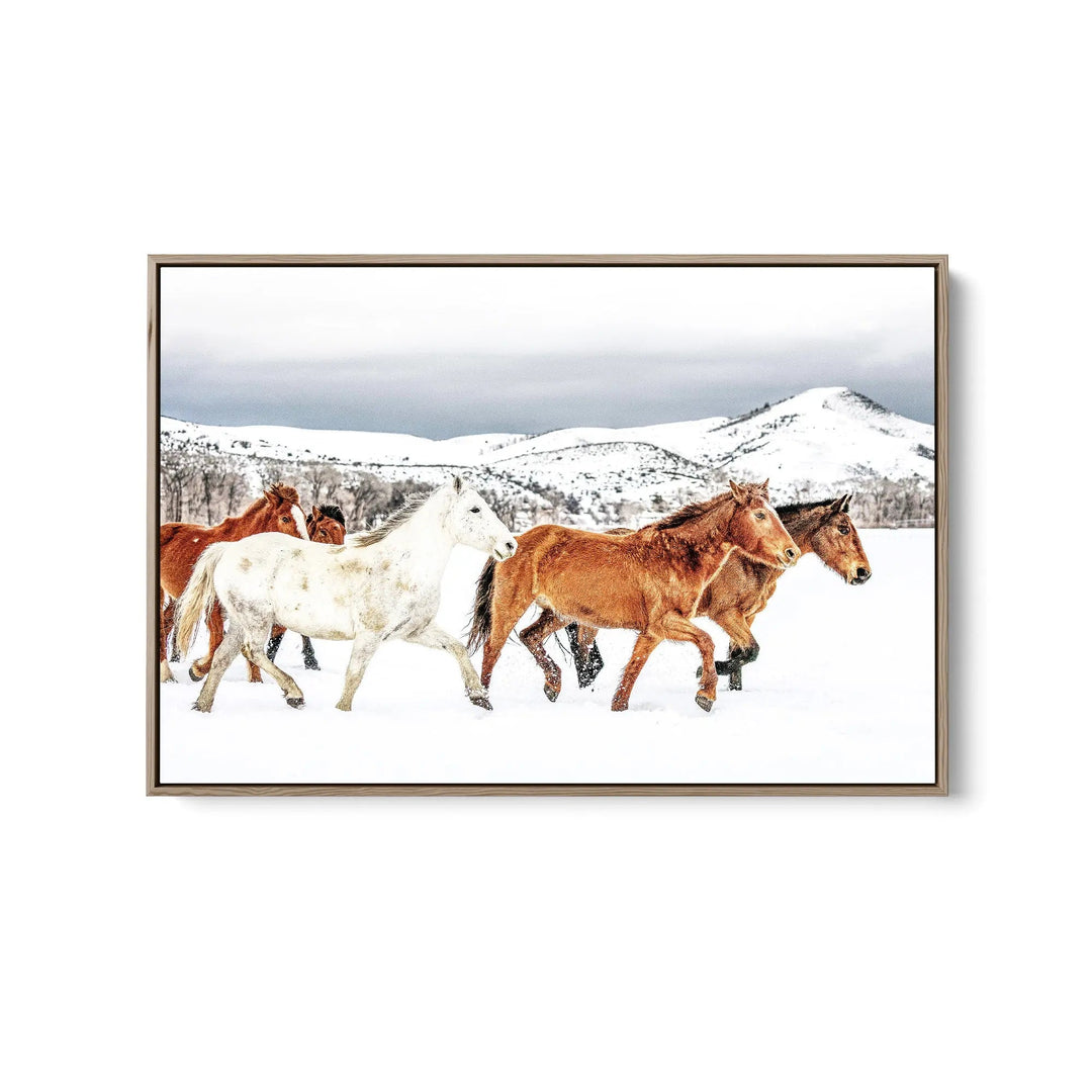 Stallion - Horse Against Black Stretched Canvas Print or Framed Fine Art Print (Copy) I Heart Wall Art Australia