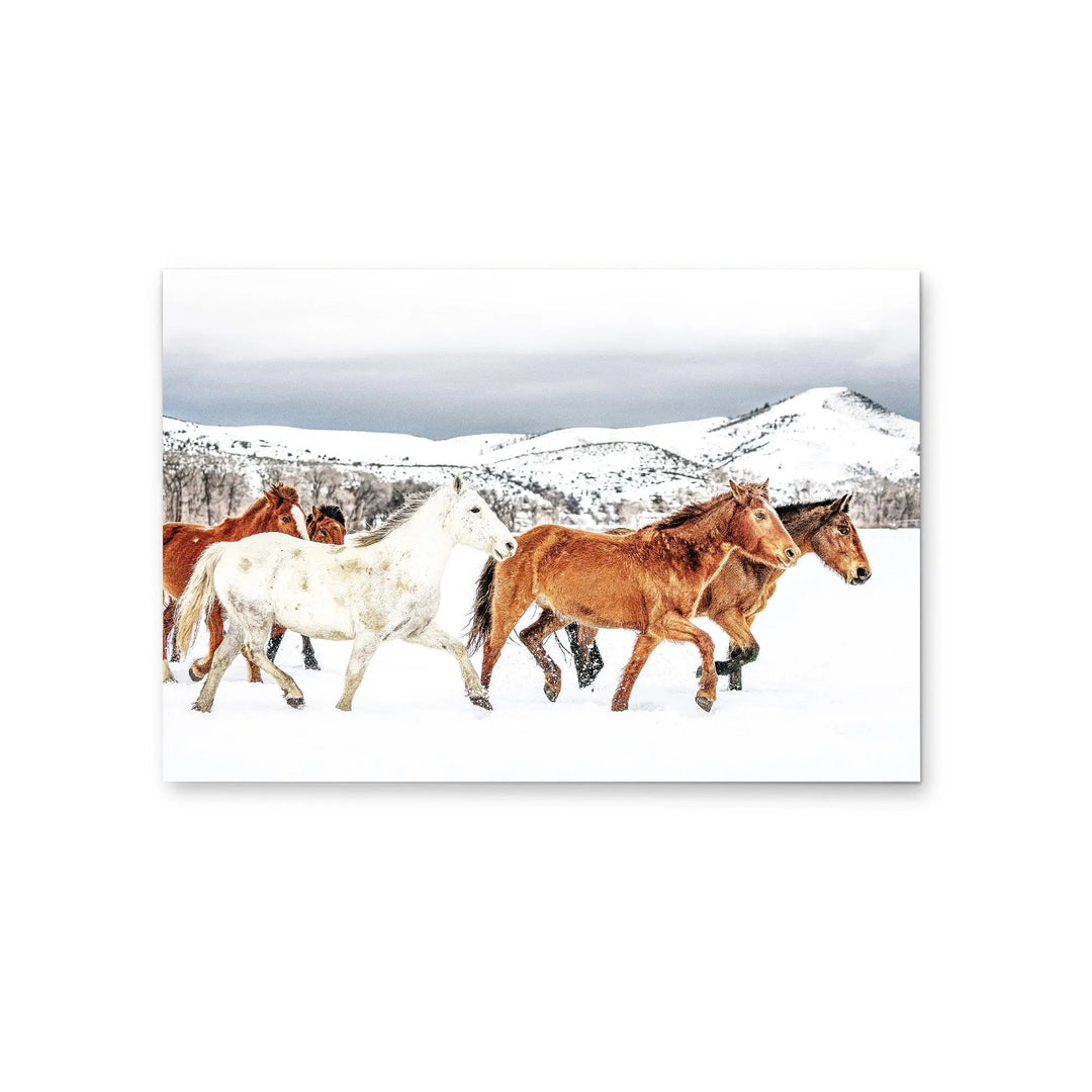 Stallion - Horse Against Black Stretched Canvas Print or Framed Fine Art Print (Copy) I Heart Wall Art Australia