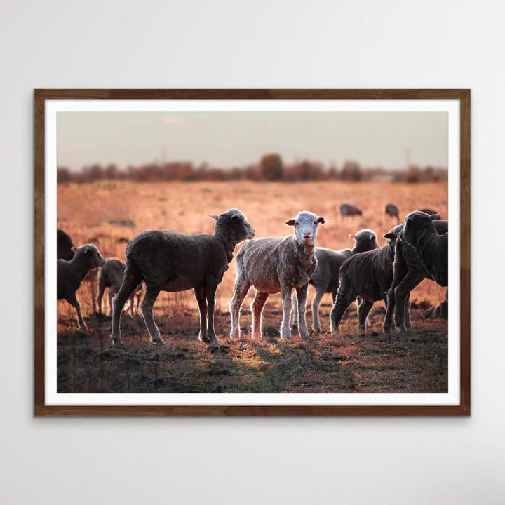 On The Land - Australian Sheep Photographic Outback Bush Country Print I Heart Wall Art Australia 
