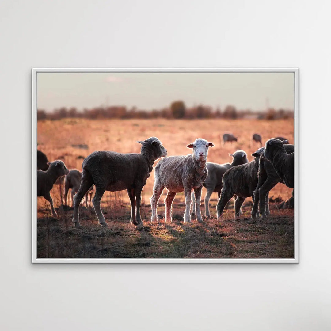 On The Land - Australian Sheep Photographic Outback Bush Country Print I Heart Wall Art Australia 