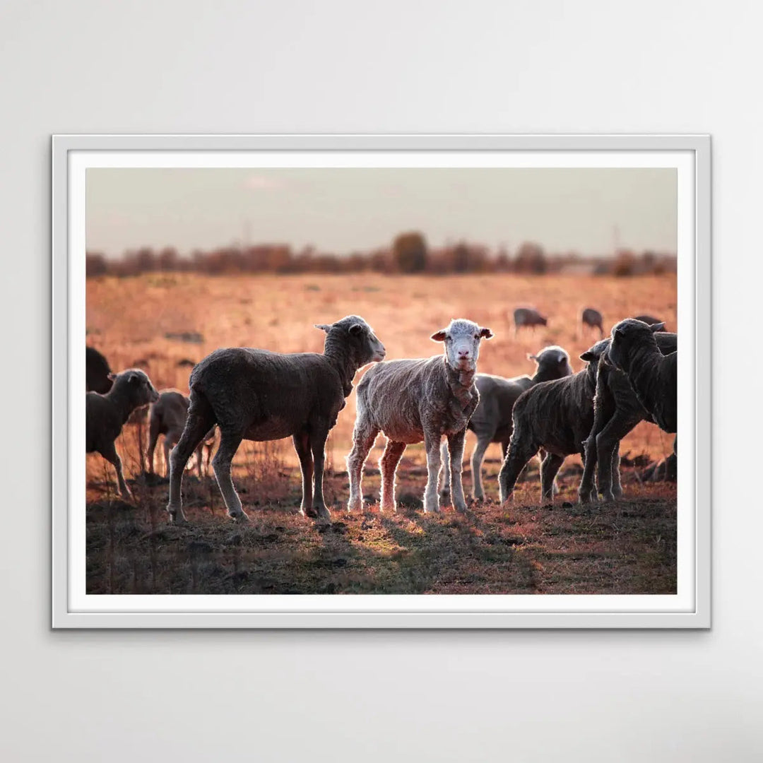 On The Land - Australian Sheep Photographic Outback Bush Country Print I Heart Wall Art Australia 
